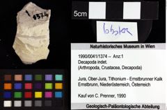 Foto (Objket + Etiketten) von Decapoda indet. 